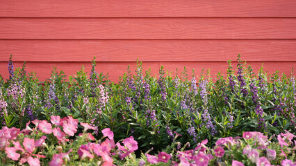 Fototapeta na wymiar outdoor flowers garden with red wooden wall