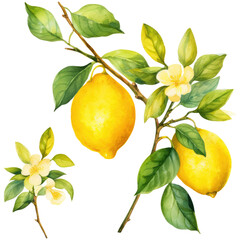  Watercolor lemon leaves and lemons, isolated on transparent background