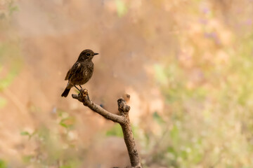 European Stonechat bird on branch of the tree in forest