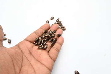 Castor seeds on white background. Ricinus communis, the castor bean or palma christi is a species of perennial flowering plant in the spurge family. Many Ayurvedic medicines are made from its oil. 