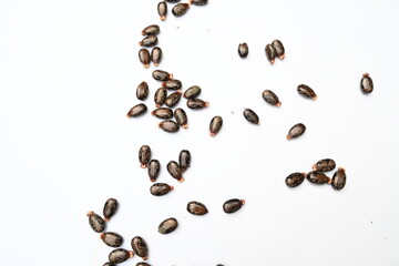 Castor seeds on white background. Ricinus communis, the castor bean or palma christi is a species of perennial flowering plant in the spurge family. Many Ayurvedic medicines are made from its oil. 