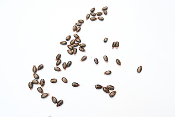 Castor seeds on white background. Ricinus communis, the castor bean or palma christi is a species of perennial flowering plant in the spurge family. Many Ayurvedic medicines are made from its oil. 