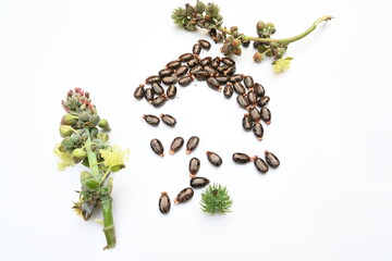 Castor seeds on white background. Ricinus communis, the castor bean or palma christi is a species of perennial flowering plant in the spurge family. Many Ayurvedic medicines are made from its oil. 