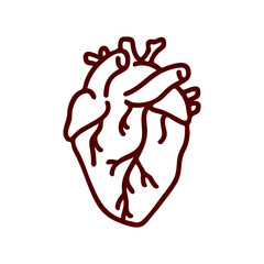 anatomical heart vector illustration