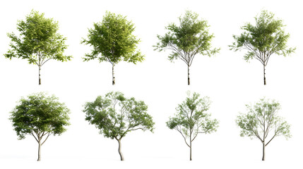 Cutout environmental trees growth shapes set transparent backgrounds 