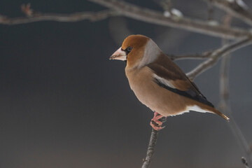 Hawfinch (Coccothraustes coccothraustes)