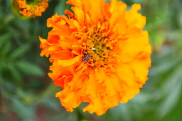 Beautiful Flowers in Pakistan