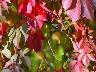 Autumn parthenocissus quinquefolia, known as Virginia creeper, Victoria creeper, five-leaved ivy, or five-finger ivy. - obrazy, fototapety, plakaty