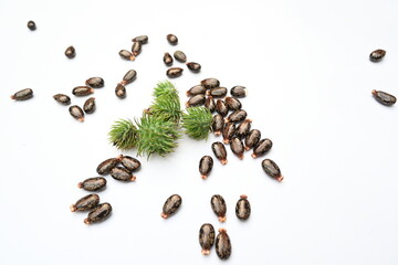 Castor seeds on white background. Ricinus communis, the castor bean or palma christi is a species of perennial flowering plant in the spurge family. Many Ayurvedic medicines are made from its oil. 
