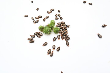 Castor seeds on white background. Ricinus communis, the castor bean or palma christi is a species of perennial flowering plant in the spurge family. Many Ayurvedic medicines are made from its oil. 
