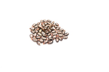Castor seeds on white background. Ricinus communis, the castor bean or palma christi is a species of perennial flowering plant in the spurge family. Many Ayurvedic medicines are made from its oil. 