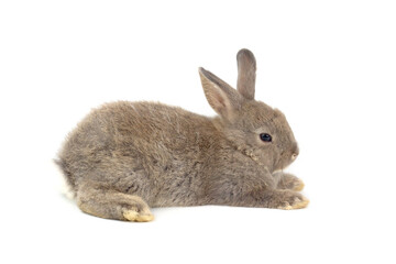 Happy two lovely brown gray rabbit bunny on withe background. Joyful fluffy pet animal with long ears showing beautiful moment.