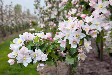 Appelbloesem in de boomgaard. Wit met roze van kleur waaruit later de appels groeien.