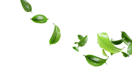 Greenery freshness leaves twist flowing in the air cutout transparent backgrounds 3d rendering png