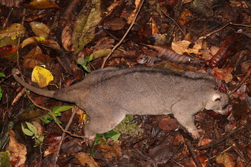 Dead marsupial, kuskus from New Guinea