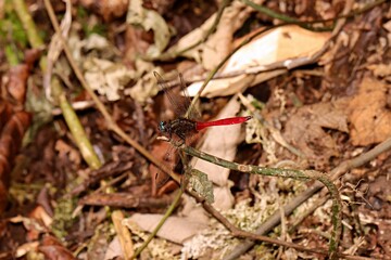 Red tail dragonfly from Indonesian New Guinea in the tree trunk