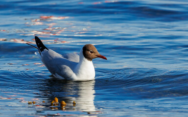 brown headed gull in blue waters
