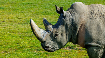 Naklejka premium gray rhino in field walking close up