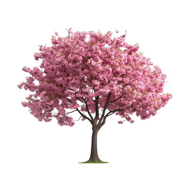 Pink cherry tree on transparent background