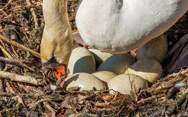 white swan graceful swimming in pond