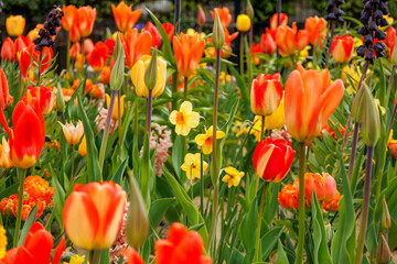 Dutch tulips in bloom in spring