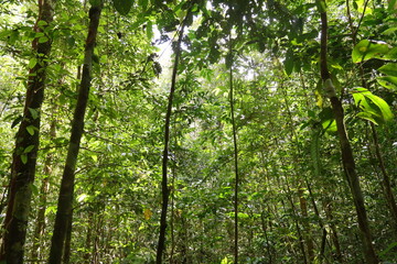 Pristine Lowland Tropical Rainforest in Indonesian New Guinea
