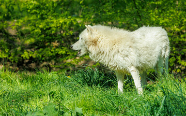 white arctic wolf in forest grass