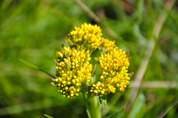 Crassula wildflower growing in the meadow on a summers day.