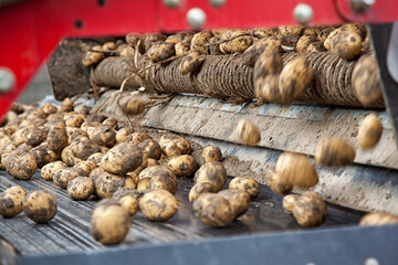De geoogste aardappelen worden met behulp van een transportband getransporteerd.  