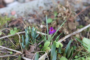 A first wild crocus in winter