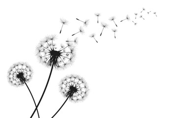 Vector illustration dandelion time. Black Dandelion seeds blowing in the wind. The wind inflates a dandelion isolated on a white background. - obrazy, fototapety, plakaty