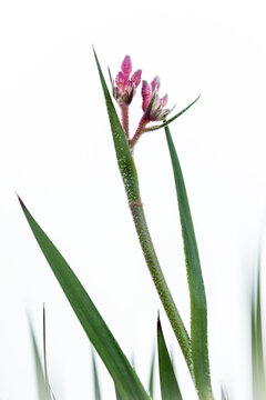 Pink kangaroo paw with white background