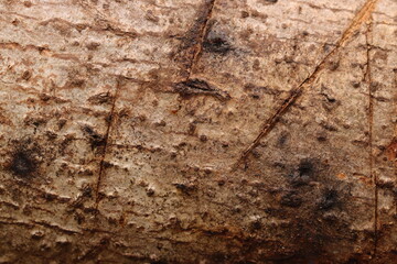close up photo of white brownish bark tropical tree from Indonesian New Guinea