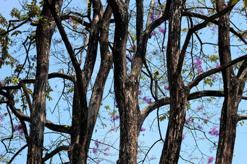 Tree in the park, purple flower