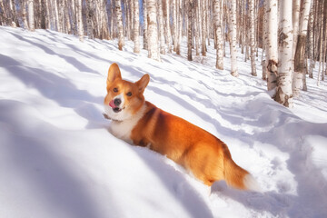 happy red dog of the Pembroke Welsh Corgi breed walks on a winter sunny day in a deep forest in the snow.