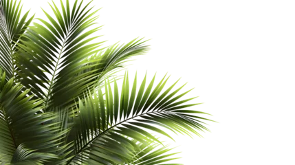 Foto op Canvas Realistic palm leaves shrubs corner on transparent backgrounds  © john