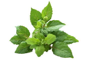 Holy basil or tulsi isolated on transparent background