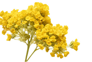 Mustard flower on transparent background
