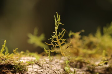 Close up photo of green mosses from Indonesian new Guinea