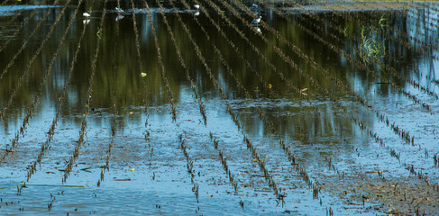 Restes de pieds de maïs dans un étang en eau à Bouligneux, Dombes, France