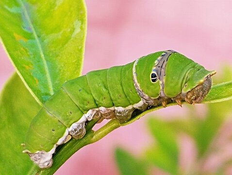 Caterpillar insect larval stage of green lime butterfly a lime swallow tail chaquered butterfly (Papilio demoleus) image stock photo 