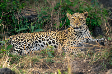 Female leopard lies among bushes watching camera