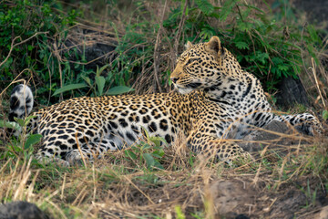 Female leopard lies in bushes turning head