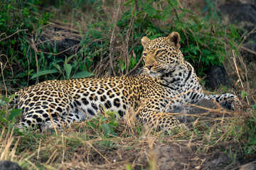 Female leopard lies in undergrowth looking round