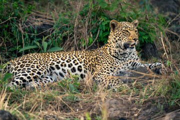 Female leopard lies in bushes opening mouth