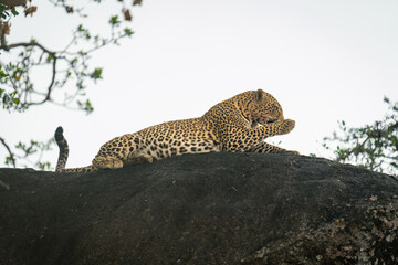 Female leopard lies on rock licking paw