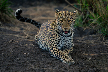 Female leopard lies on ground opening mouth
