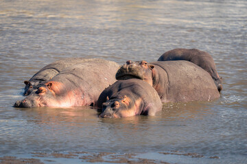 Five common hippopotamuses lie in muddy river