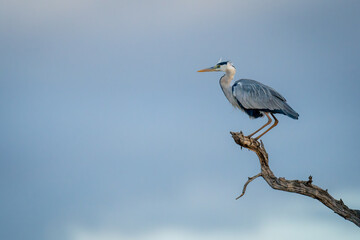 Grey heron crouching on branch against clouds