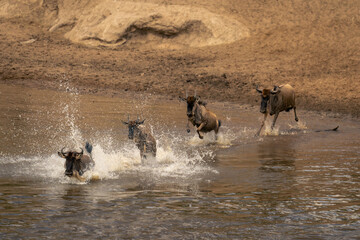 Four blue wildebeest gallop across shallow stream